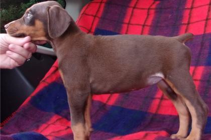 Suße Dobermann Welpen - suchen ein neues Heim