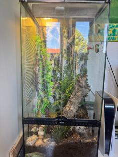 Madagaskar Tag Gecko