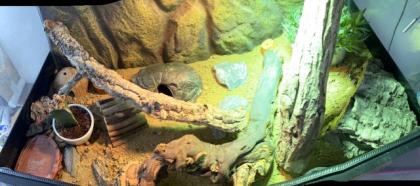 2 Leopardgecko Weibchen Terrarium