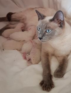 Siam / Thai Kitten Blue Point, Babys, Kätzchen. 1 Junge. Abgabebereit.