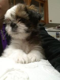 Shih-tzu- reinrassig in tricolor