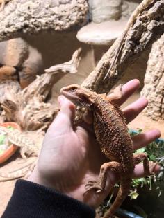 Bartagame Jungtiere abzugeben