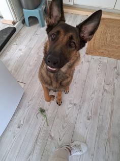 Schäferhündin Luna braucht ein neues liebevolles Zuhause