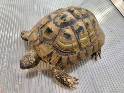 4 Griechische Landschildkröten Testudo hermanni-hermanni