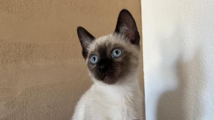 Siam / Snow Bengal Mix Kitten