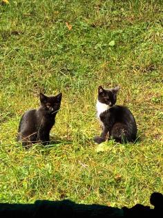 Süße junge Katzen/Hauskatzen in liebevolle Hände abzugeben