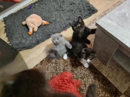 Scottish katzen lange und kurze Haare