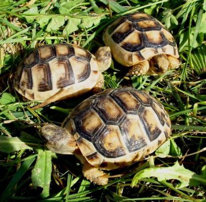 Breitrandschildkröten, Testudo marginata, eigene Nachzucht 2022.