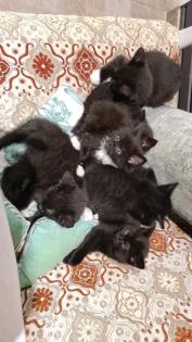 Baby Kitten auf der Suche nach dir