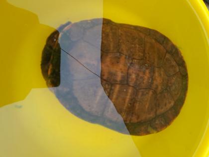 Schildkröten 3 Stück Wasserschildkröten