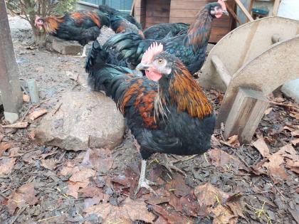 Hähne Junghähne Australorp Welsumer