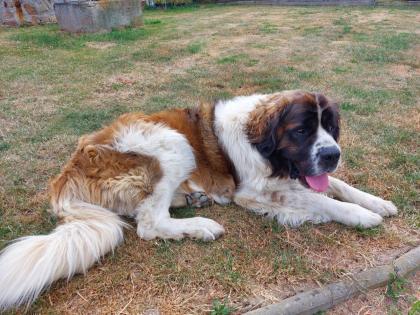 Welpen Moskauer Wachhund