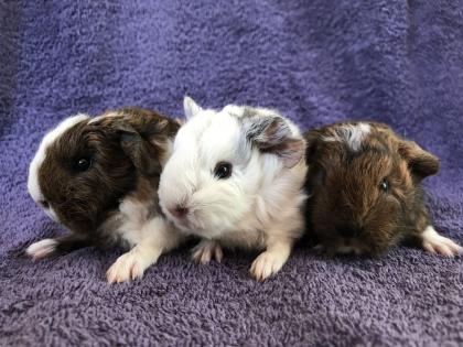 Zwergkaninchen und Meerschweinchen aus langjähriger Hobbyzucht