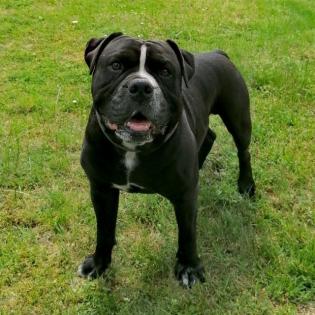 Old English Bulldog Deckrüde