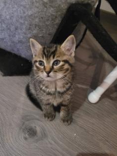 BKH Mix Kitten suchen neuen Kuschel Partner