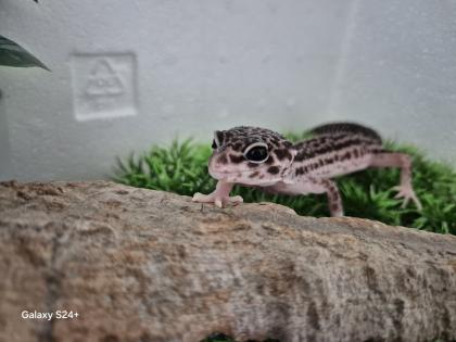 Leopardgecko MssBn Eclipse aus 2023