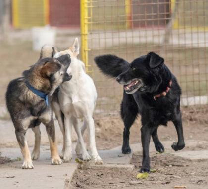 Brit. Hundebub sucht ein tolles, liebvolles Zuhause
