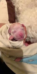 Unsere Bichon frise Welpen sind geboren