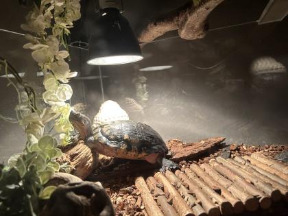 Gelbwangenschildkröte ARNOLD