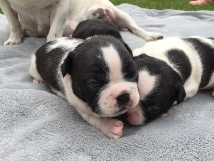 Französische Bulldoggen Welpen