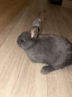 Kanichen Babys, Hasen paar