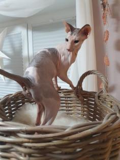 Peterbald Dame 2 Jahre kastriert sucht reinrassig
