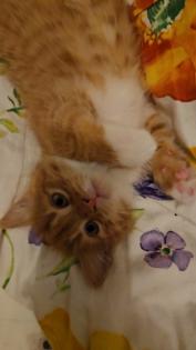 4 süße Kitten suchen ab sofort ein neues zuhause