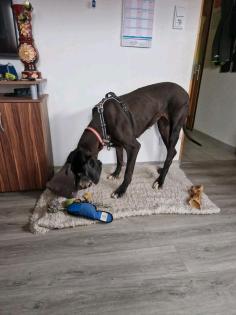 Deutsche dogge abzugeben aus privaten Gründen