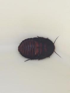 Therea Olegrandjeani Nymphen