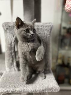 BKH Kitten grau ab dem 18. 11 abgabebereit
