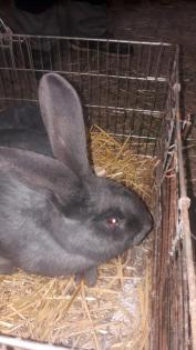 Stallhasen ab 8 Euro