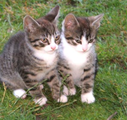 Süße kleine Katerchen in liebevolle Hände ab zu geben