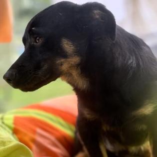 Flaps / Status sucht ein Zuhause