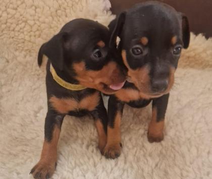 Zwergpinscher/Rehpinscherwelpen