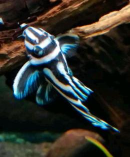 L46 Zebrawels Wels Hypancistrus ähnlich L333 L236 Diskus Salmler