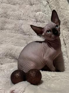 Kanadische Sphynx Kitten