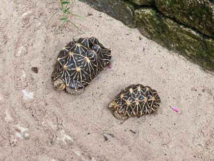 Sternenschildkröten
