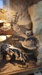Leopardgeckos in liebevolle Hände abzugeben