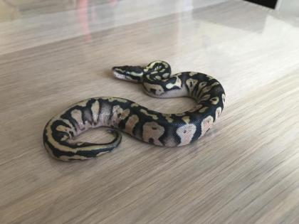 Inferno Pastel Echni Fader het piebald 9 Python regius