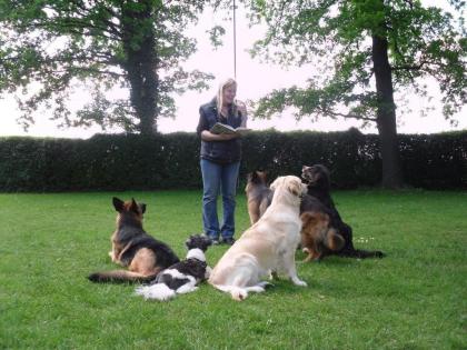 Hundesalon, Hundeausbildung, Hundeschule