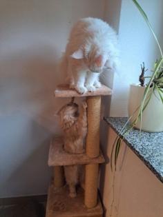 Maine Coon Katzen