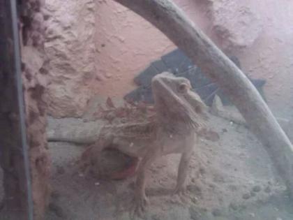 Sandbartagame zu verkaufen