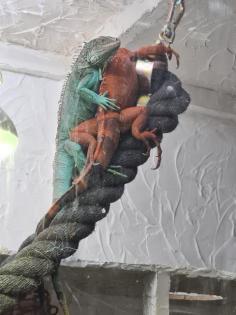 Leguanpärchen
