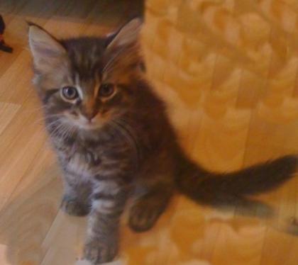 Reinrassige Maine Coon Kitten o. P. suchen liebevolle neue Dosenöffner