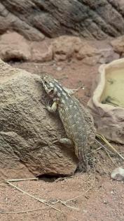 Ich nehme Reptilien kostenlos auf