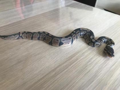 Granite Yellowbelly Enchi het Piebald 6 male