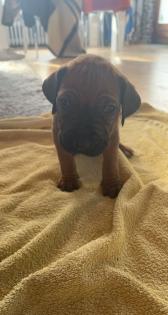 Rhodesian Ridgeback welpen