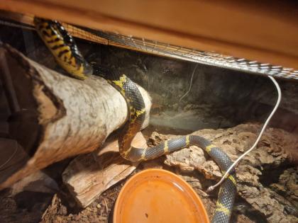 Amurnatter inklusive Terrarium