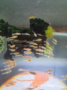Gold gelbe l144 welse keine albinos