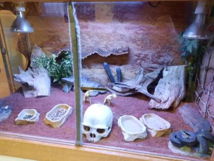 Zwergbartagamen mit Terrarium, Aussengehege und Zubehör
